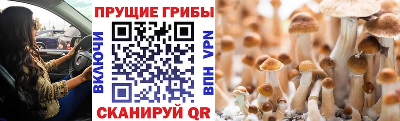Псилоцибиновые грибы Magic Shrooms  Елабуга 